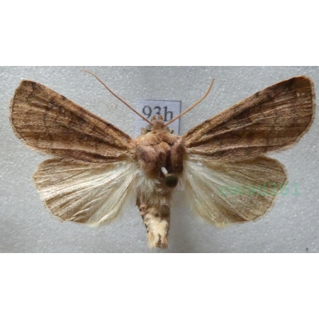 Xestia sexstrigata (Haworth, 1809) Rolnica sześciokreska Czech93h